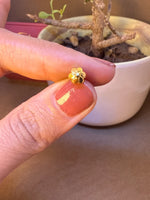 Small gold flower-shaped nose pin stud with white stone center held on fingertip