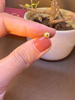 Gold rosette-shaped nose pin stud balanced on fingertip beside a bonsai plant