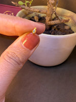 Small plain curved gold nose pin stud held on fingertip near a bonsai plant