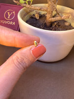 Small gold heart-shaped nose pin stud resting on fingertip near a bonsai plant